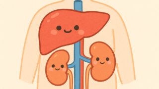 肝腎要❗暑さと肝臓と腎臓の関係とは？